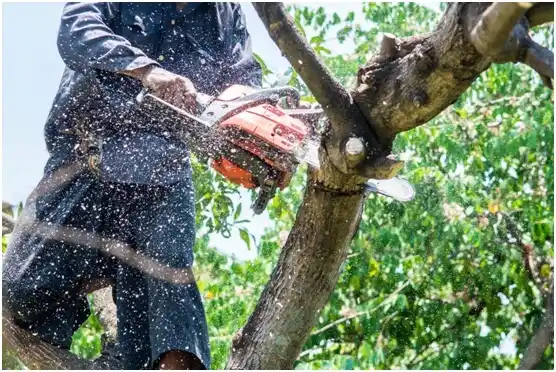 tree services Blue Berry Hill